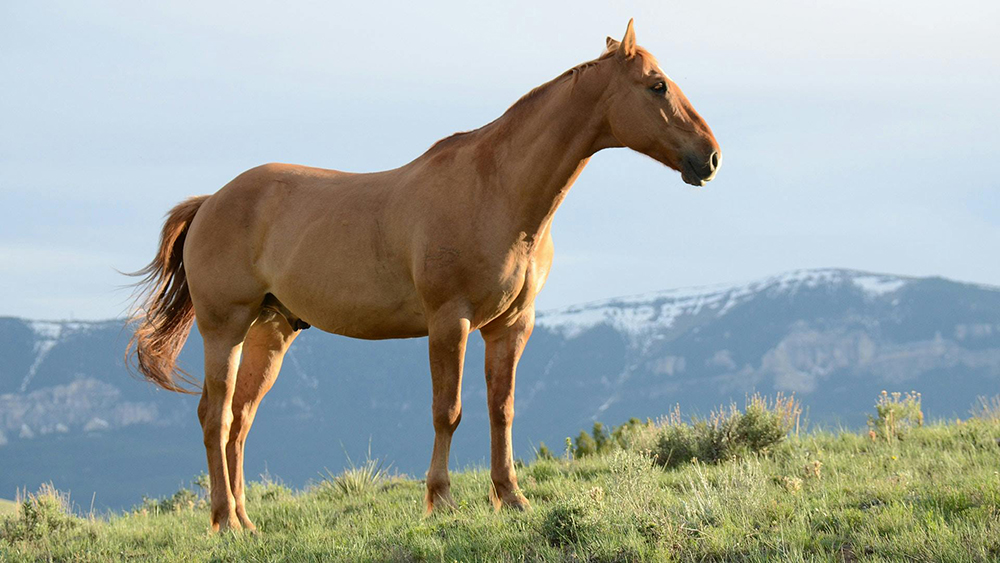 A brown horse stands on a grassy hill with mountains and a partly cloudy sky in the background.