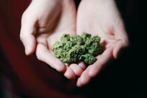 A pair of hands holding several small cannabis buds against a dark background.